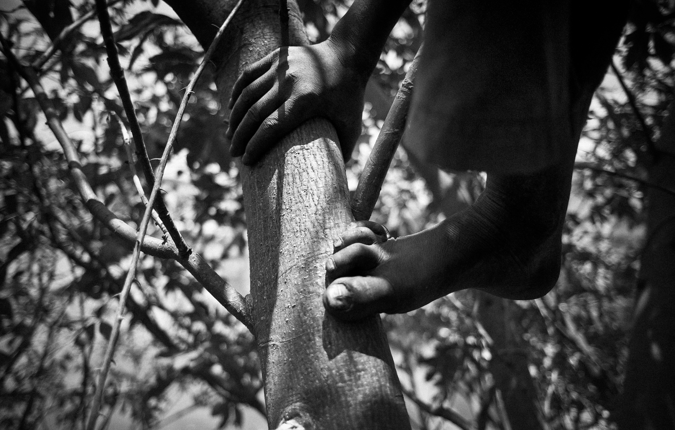 Enfants des arbres – 14/22